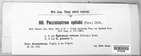 Pucciniastrum epilobii image